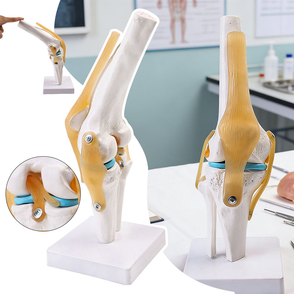 Anatomical Medical-Knee Joint  - Science Hobbyist ulasan dan harga