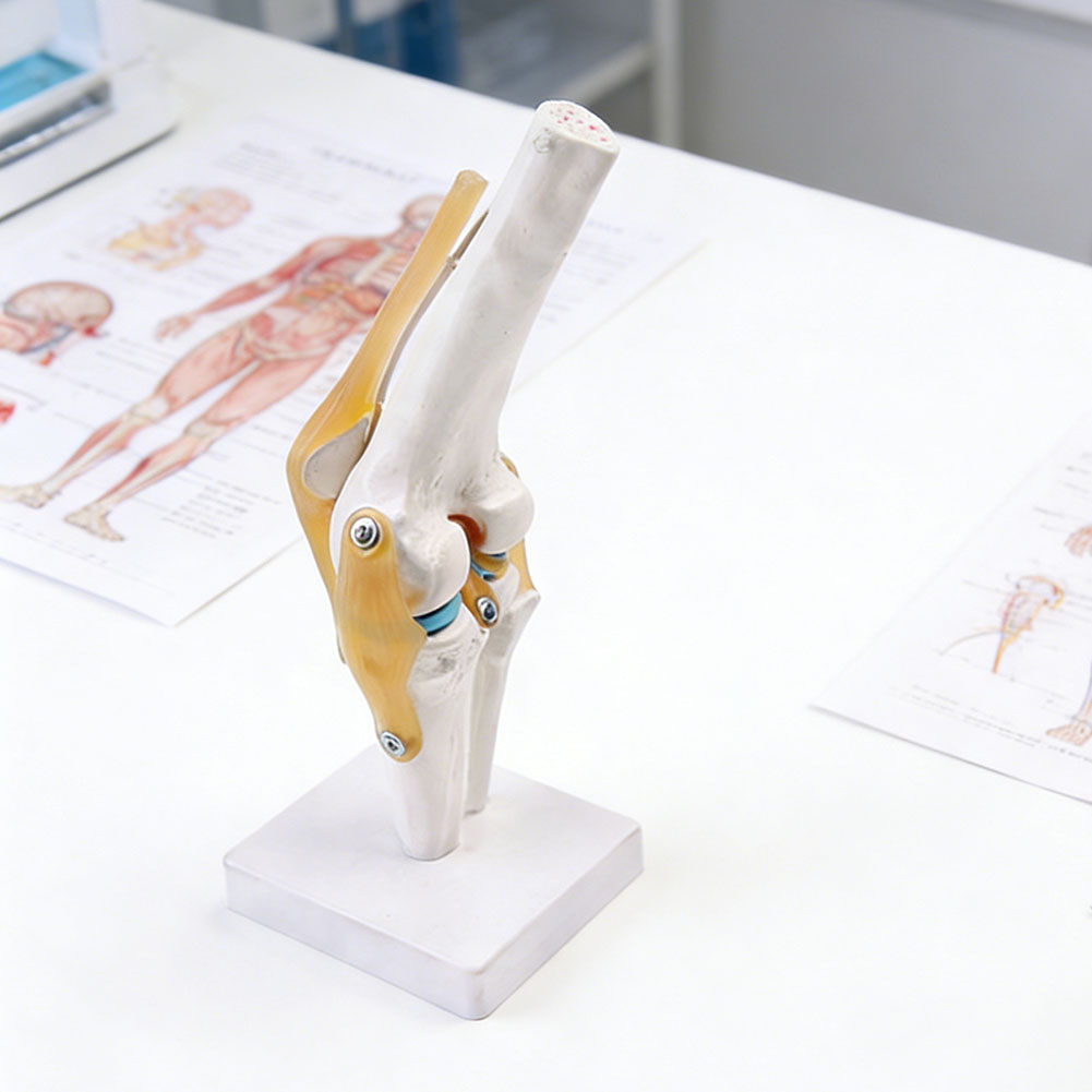 Anatomical Medical-Knee Joint  - Science Hobbyist ulasan dan harga